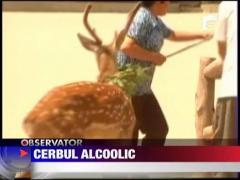 Cerbul alcoolic