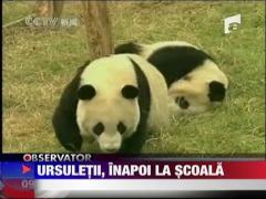 Ursuletii, inapoi la scoala