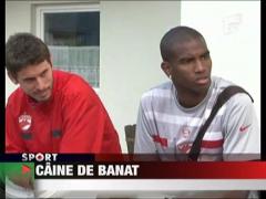 Caine de Banat