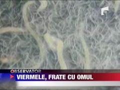Viermele, frate cu omul