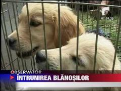 Intrunirea blanosilor