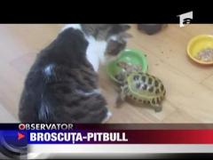 Broscuta-pitbull