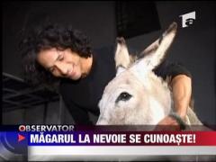 Magarul la nevoie se cunoaste