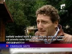 Pui de leopard cu blana neagra