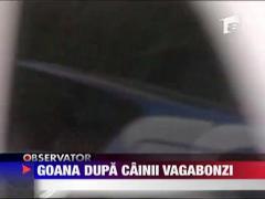 Goana dupa cainii vagabonzi