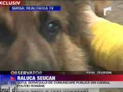 Perchezitie cu focuri de arma