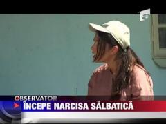 Incepe Narcisa salbatica