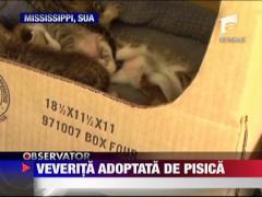 O pisica a adoptat un pui de veverita