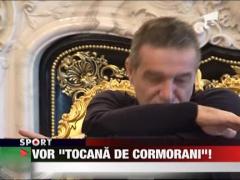 Stelistii vor "tocana de cormorani"