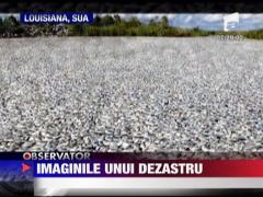 Imaginile unui dezastru ecologic. Golful Mexic