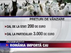 Romania importa cai