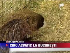 Circ acvatic la Bucuresti