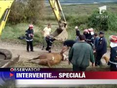 Interventie de salvare inedita