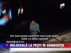 Buluceala la pesti in Dambovita