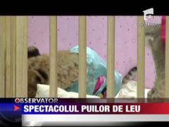 Trei pui de leu din Coreea de Sud au celebrat o sarbatoare locala