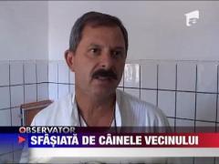 Copila sfasiata de cainele vecinului