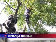 Revansa nucului! A ramas... in pom