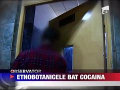 Etnobotanicele bat cocaina
