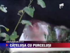 Catelusa cu purcelusi