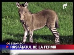 Rasfatatul de la ferma