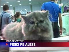 Pisici pe alese