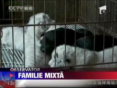 Familie mixta! Tigrii albi alaptati de o catea