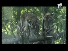 Tigri din specii rare, la gradina zoologica din New York