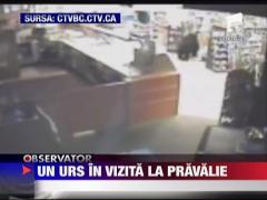 Un urs in vizita la pravalie