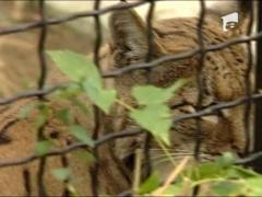 De la pensiune, la zoo