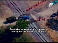 Lan de grau plin de... cannabis! Captura record!