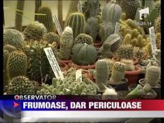 Plantele decorative, frumoase, dar periculoase