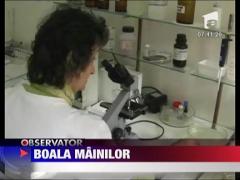 Felicia: Boala mainilor