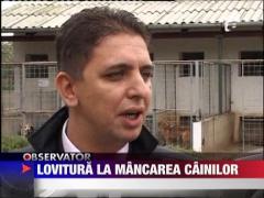 Lovitura la mancarea cainilor