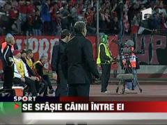 Se sfasie cainii intre ei