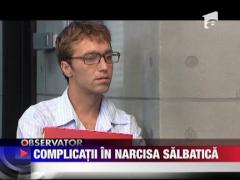 Complicatii in Narcisa salbatica
