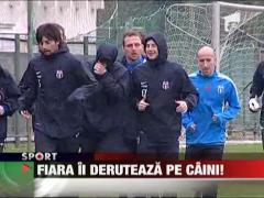 Fiara ii deruteaza pe caini