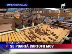 Se poarta cartofii mov