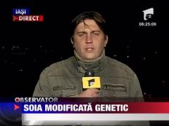 Soia modificata genetic