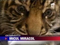 O tigroaica considerata infertila a nascut la gradina zoologica din Frankfurt