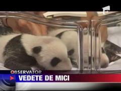 Vedete de mici