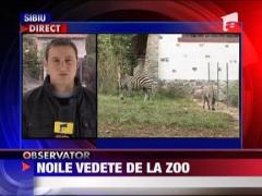 Observator 16 Weekend