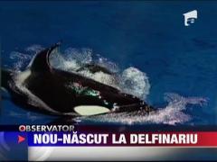 Nou-nascut la delfinariu