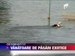 Vanatoarea de pasari exotice