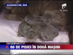 86 de pisici in doua masini