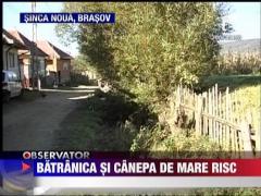 Batranica cu dosar penal pentru cultivare de droguri
