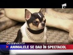 Alegere din joaca! Animale de companie