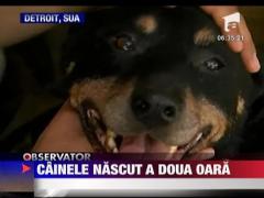 Un caine a inviat dupa ce a fost eutanasiat