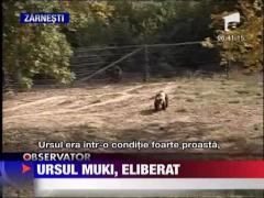 Ursul Muki, eliberat