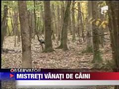 Mistreti vanati de caini