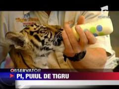 PI, tigrisorul de 12 saptamani